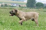 CANE CORSO 1114